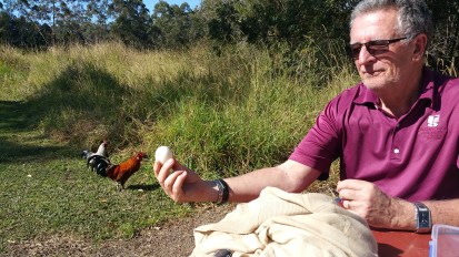 Peter showing the chooks the before and after...