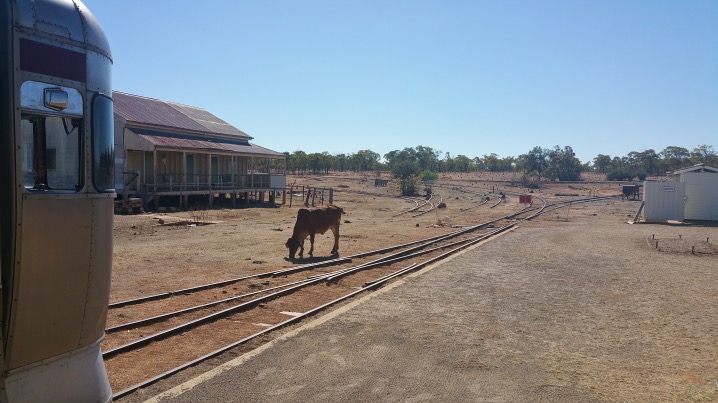 The Savannah Lander at Alamden